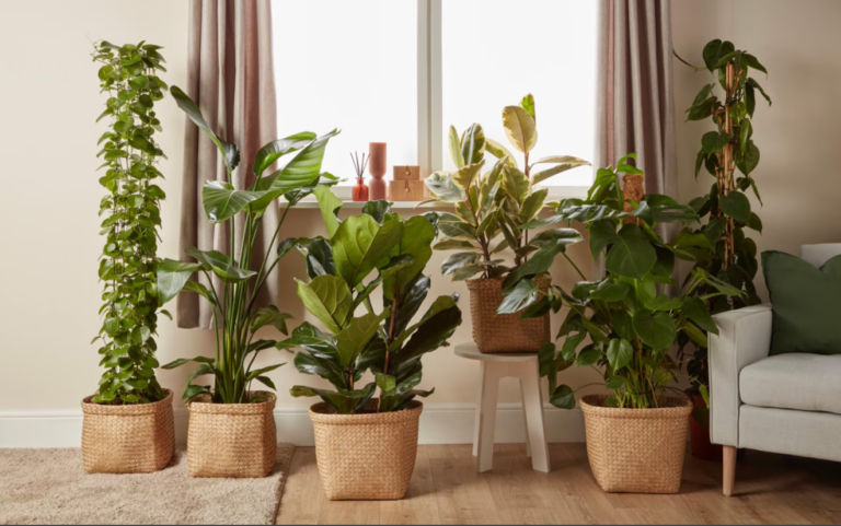The 7 Easiest Houseplants That Are Almost Impossible to Kill