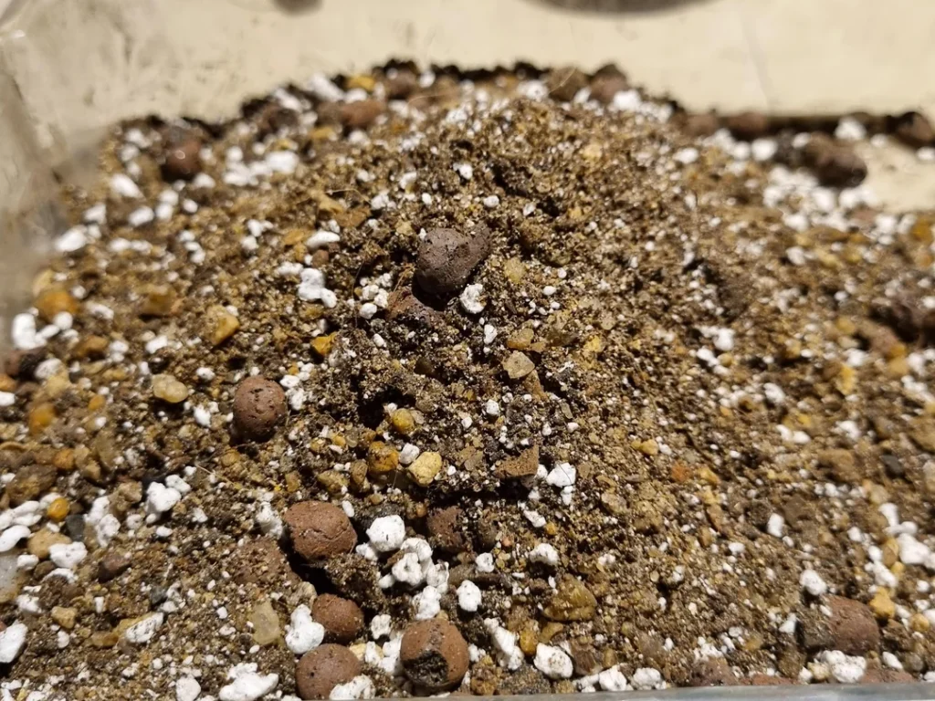 Best Soil Mix for Succulents Guide