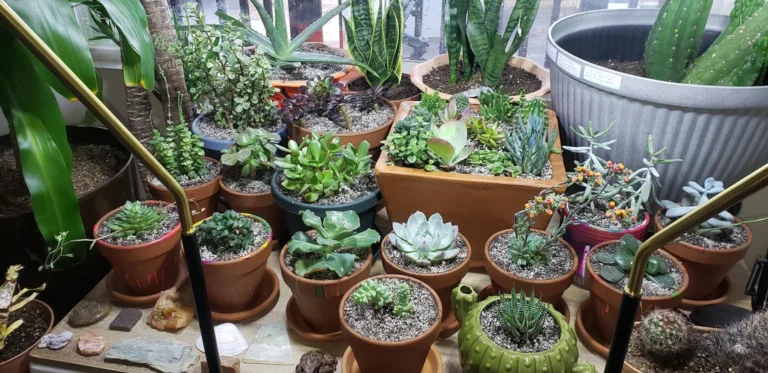 Best Soil Mix for Succulents Guide