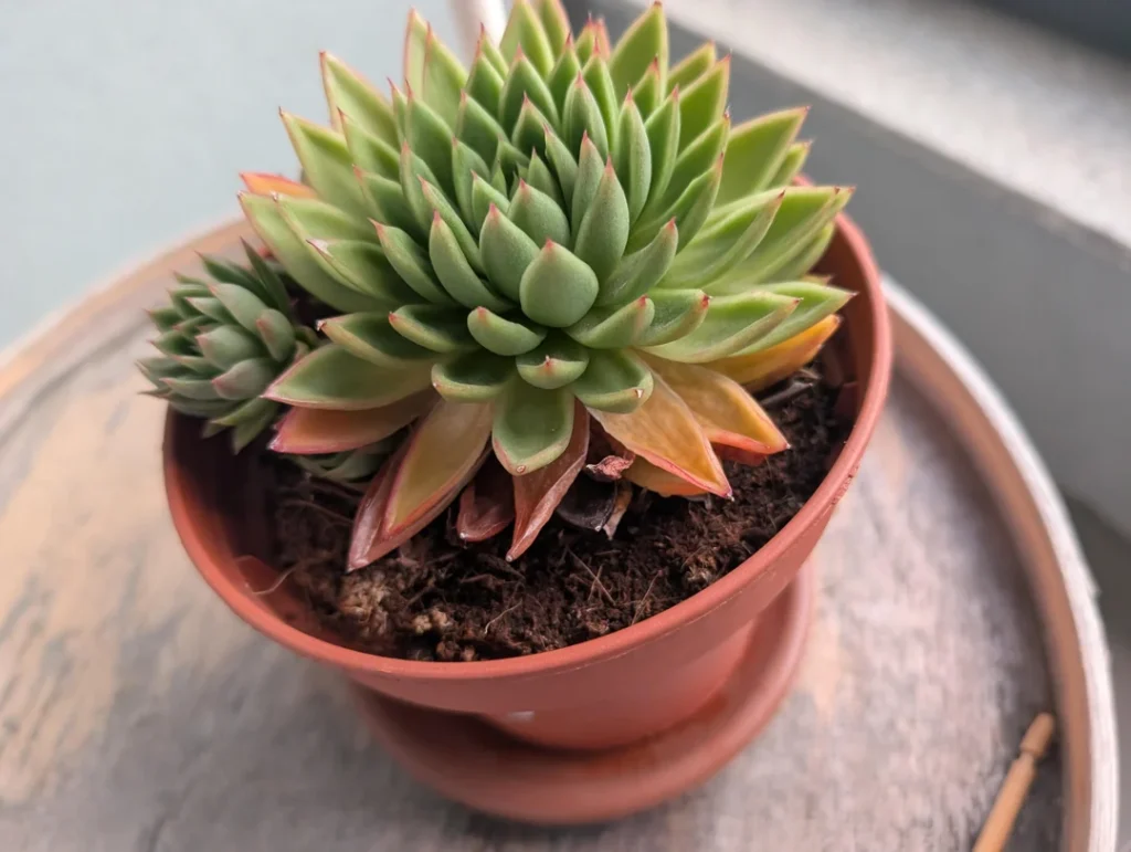 How to Revive a Dying Succulent