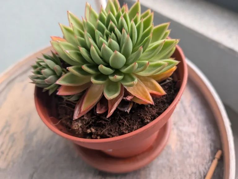 How to Revive a Dying Succulent