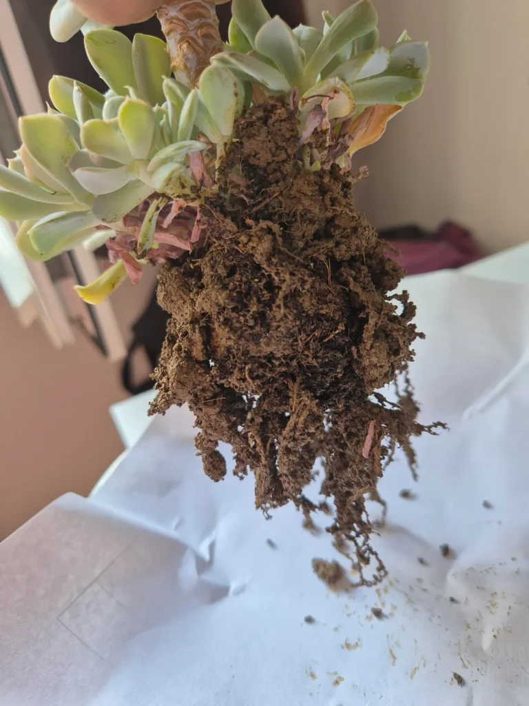 Overwatered Succulent Guide