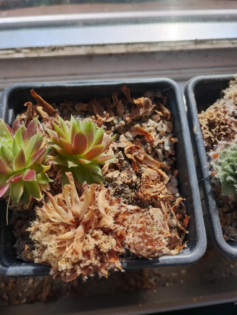 Overwatered Succulent
