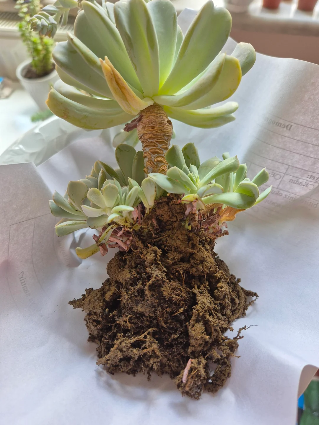 Overwatered Succulent