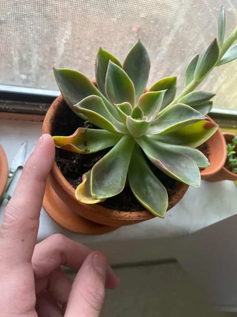 Succulent Leaves Are Falling Off