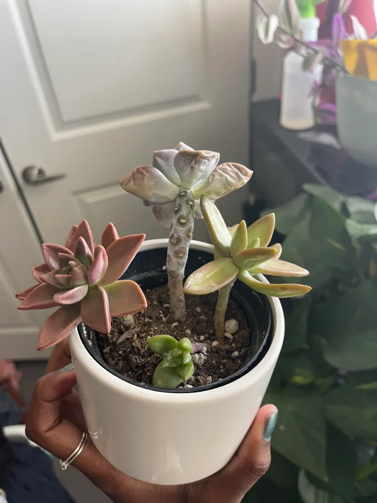 Underwatered Succulent Signs