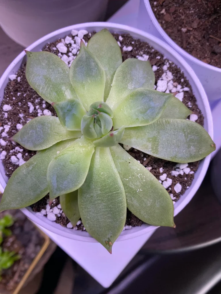 Underwatered Succulent Signs