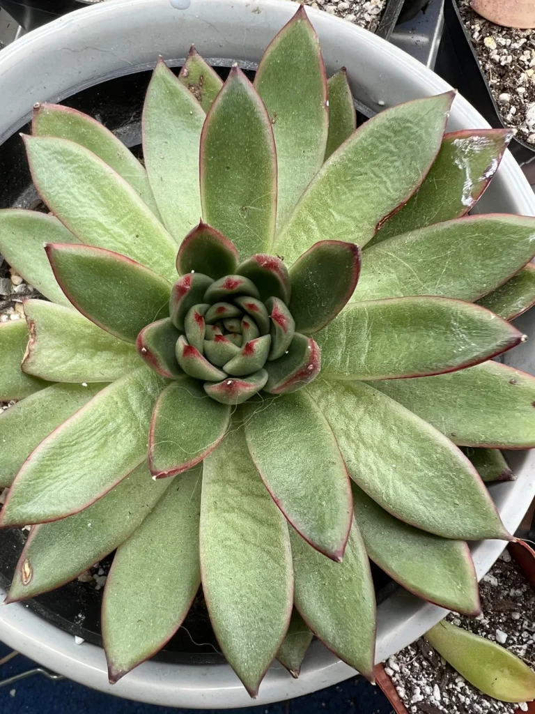 Underwatered Succulent