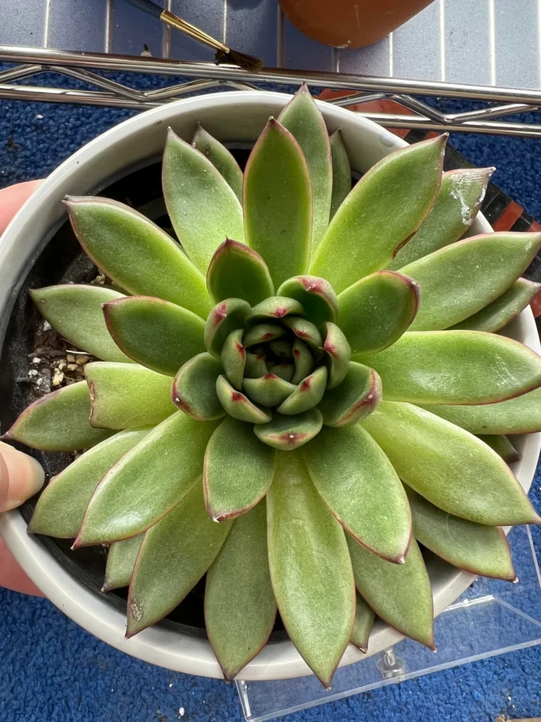 Underwatered Succulent Signs