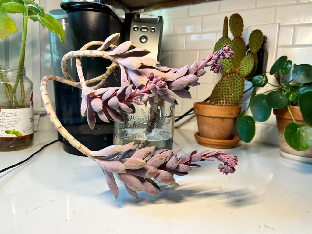 Succulent Stretching