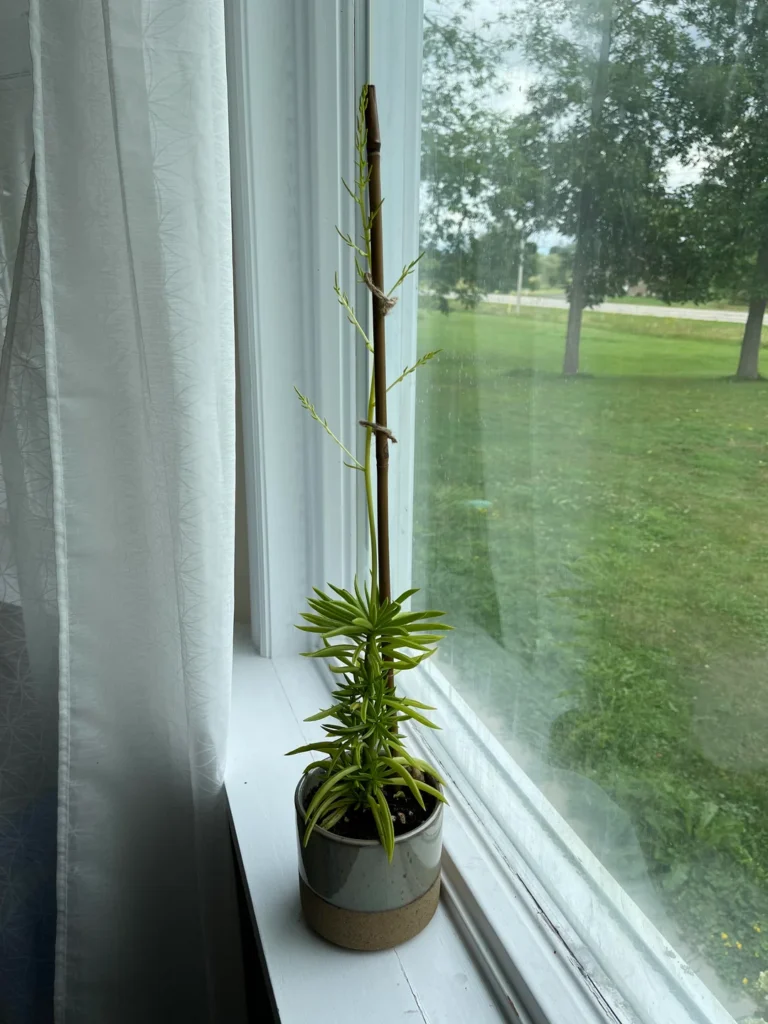 Succulent Stretching Guide