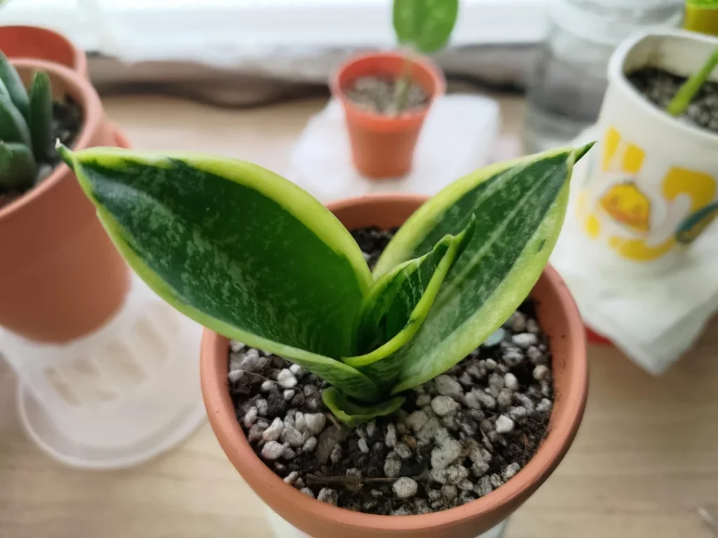 snake plant watering guide