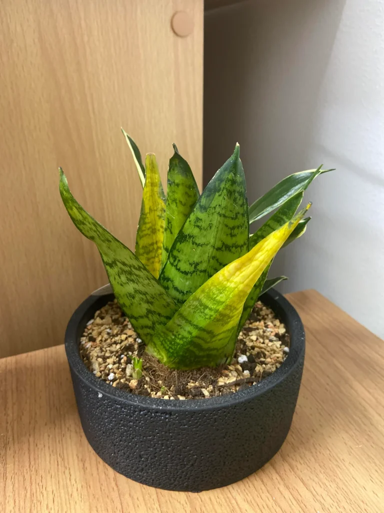 snake plant yellow leaves