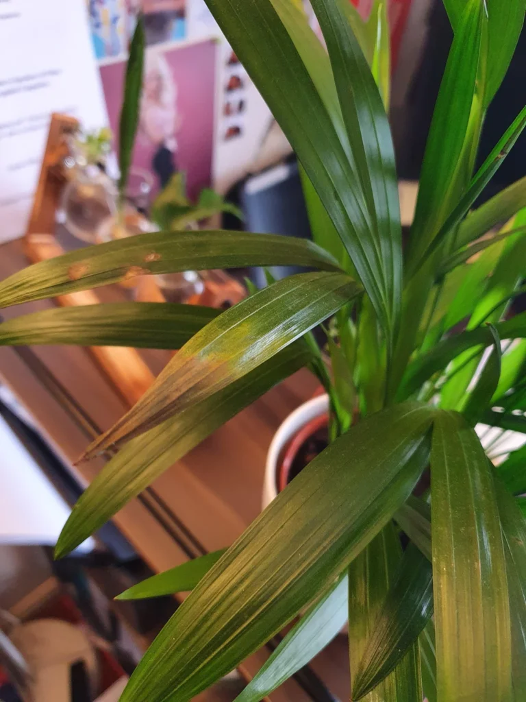 Areca Palm Brown Leaves