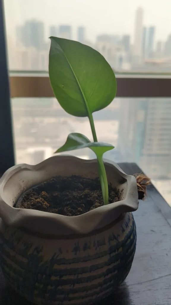 money plant indooors