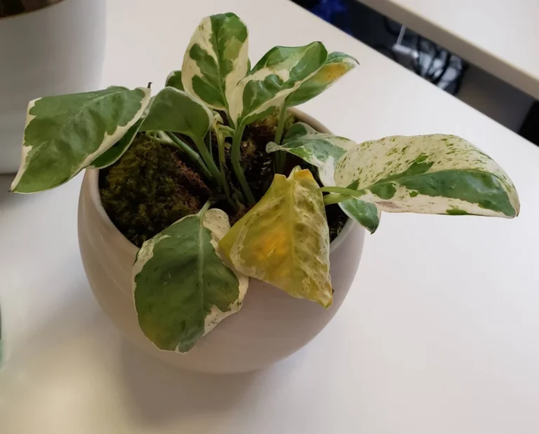 Pathos Not Growing