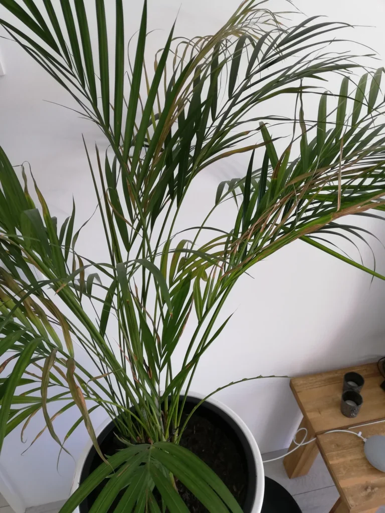 reasons areca palm brown leaves