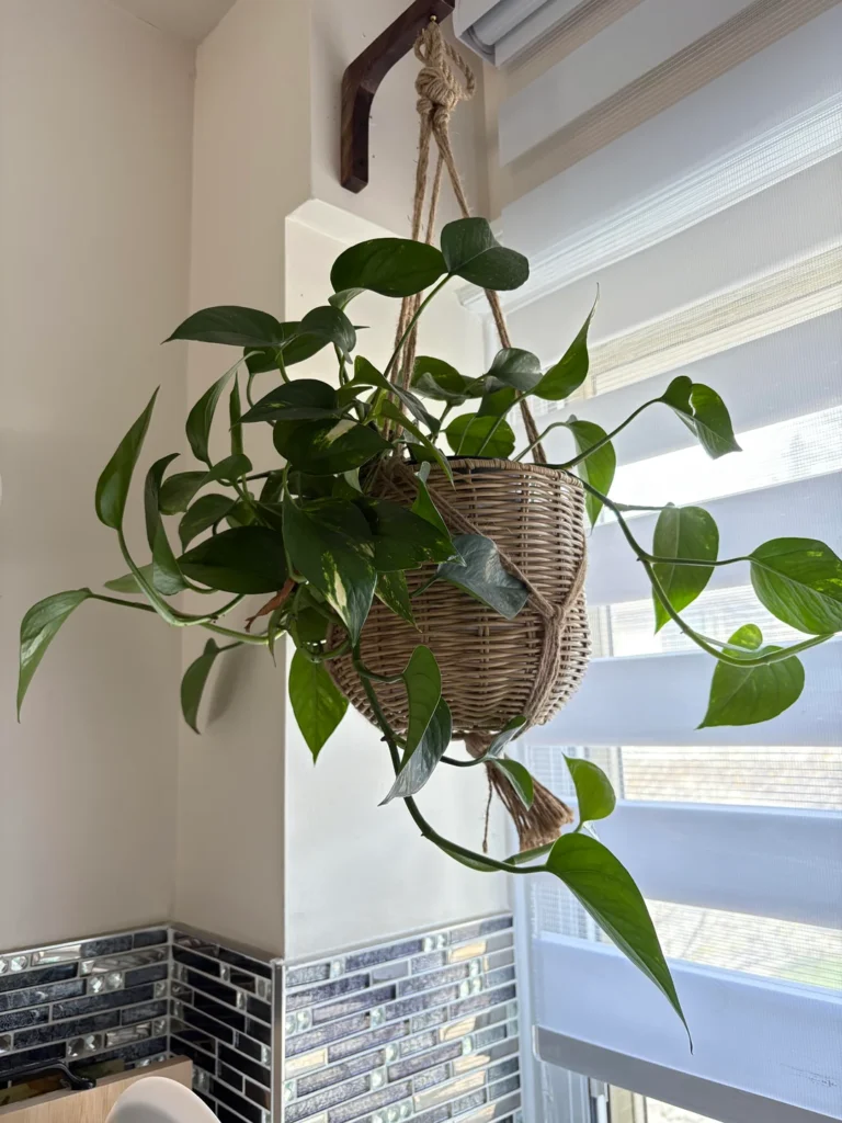 tips for pothos grow faster