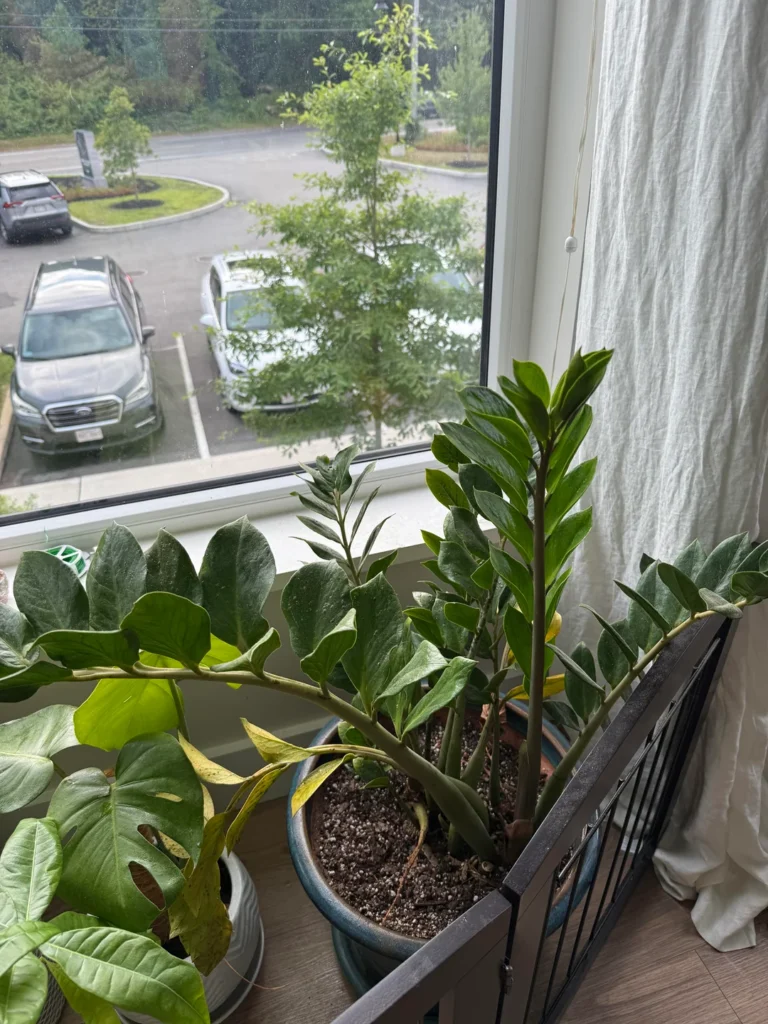 zz plant yellow leaves why