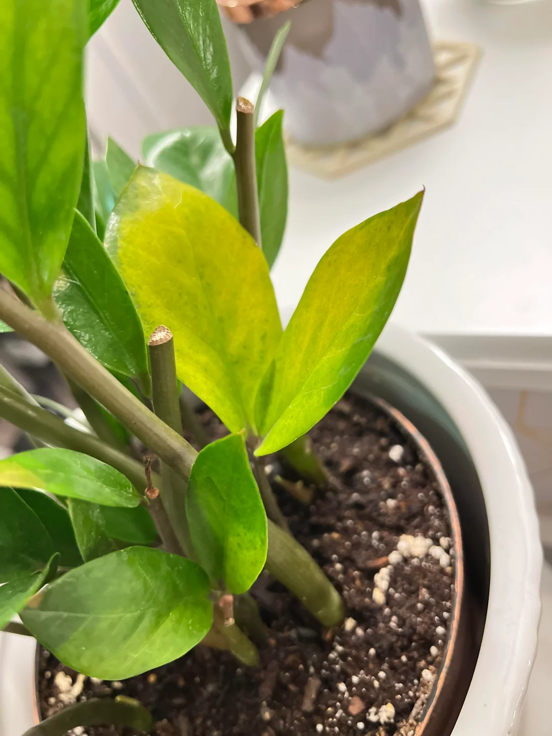 ZZ Plant Yellow Leaves