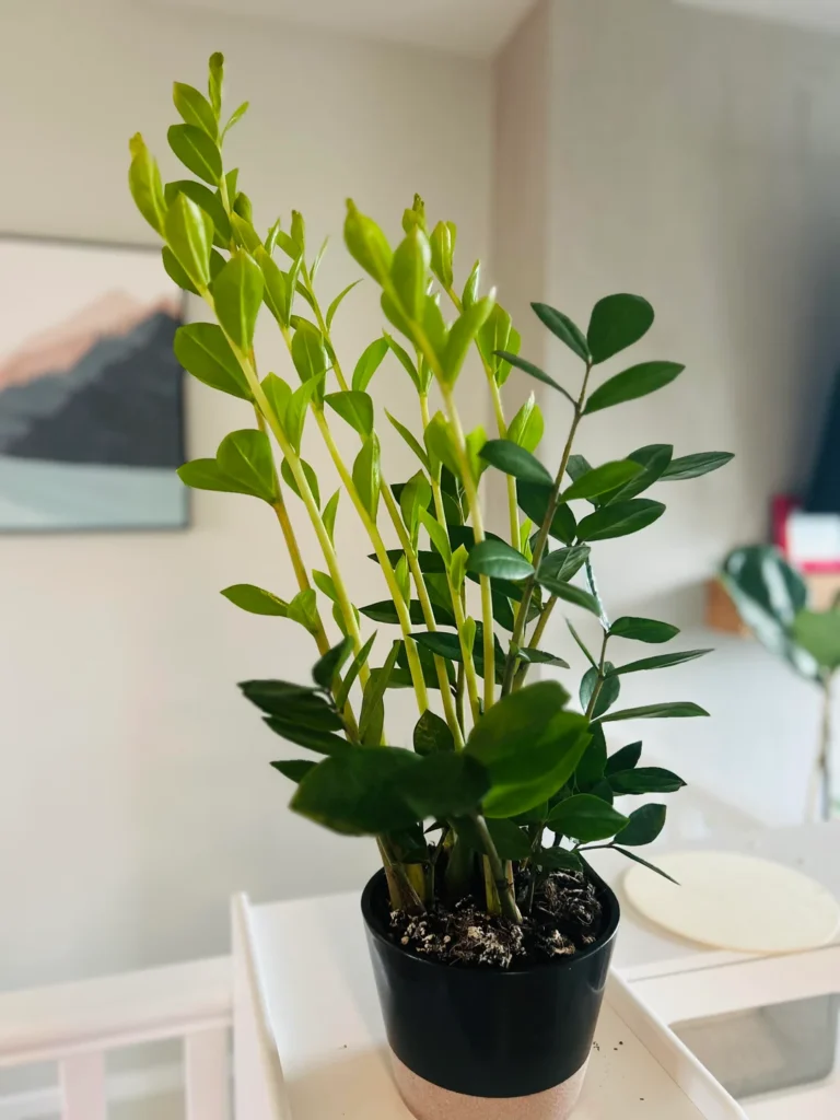 ZZ plant growth tips