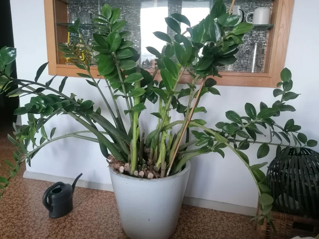 zz plant growth tips and care