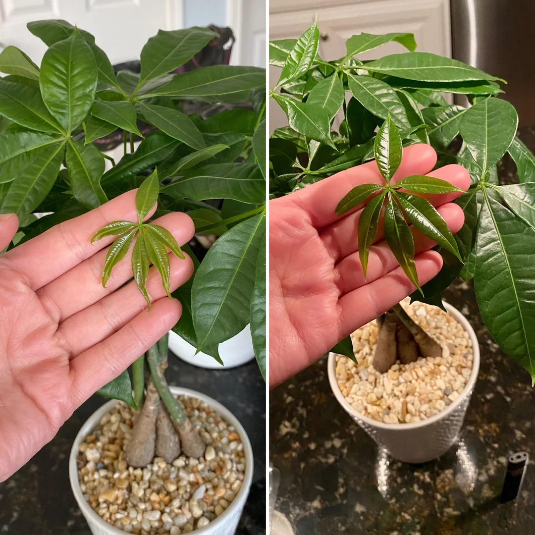 money plant water vs soil