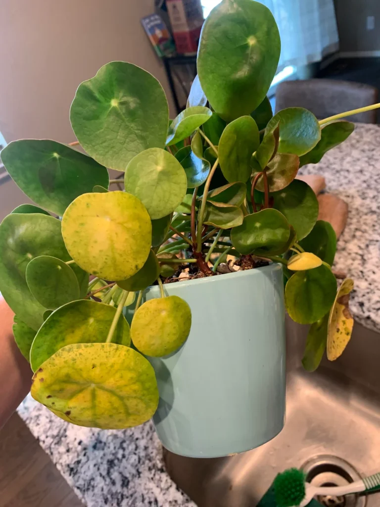money plant with yellow leaves