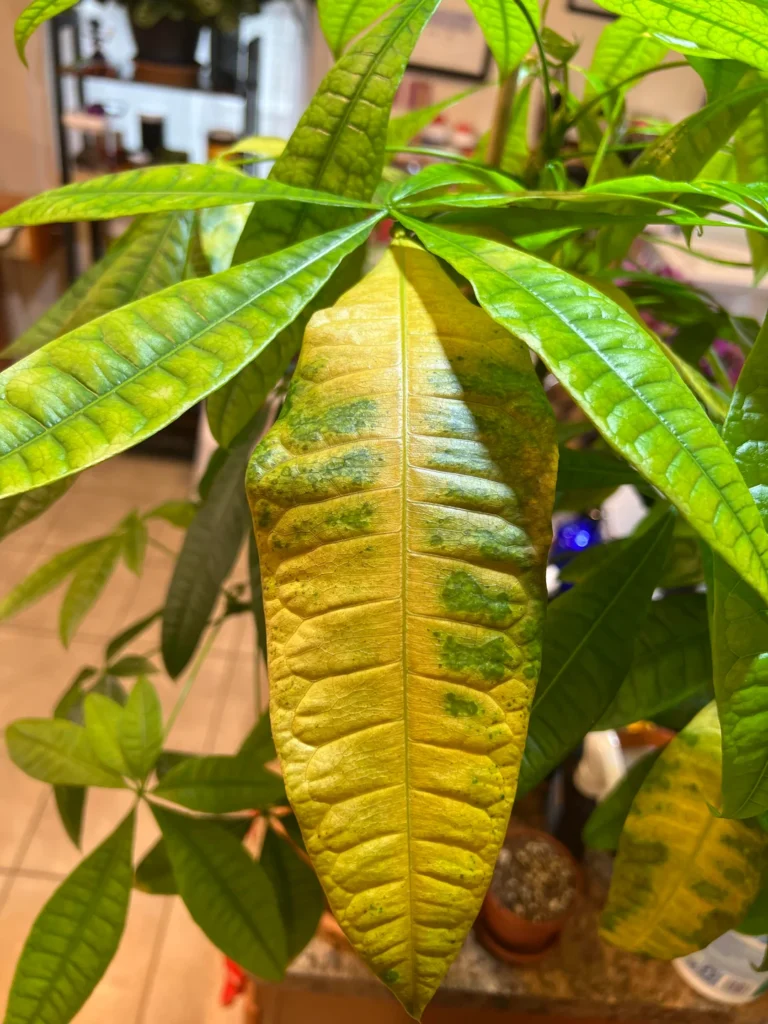 Money plant yellow leaves