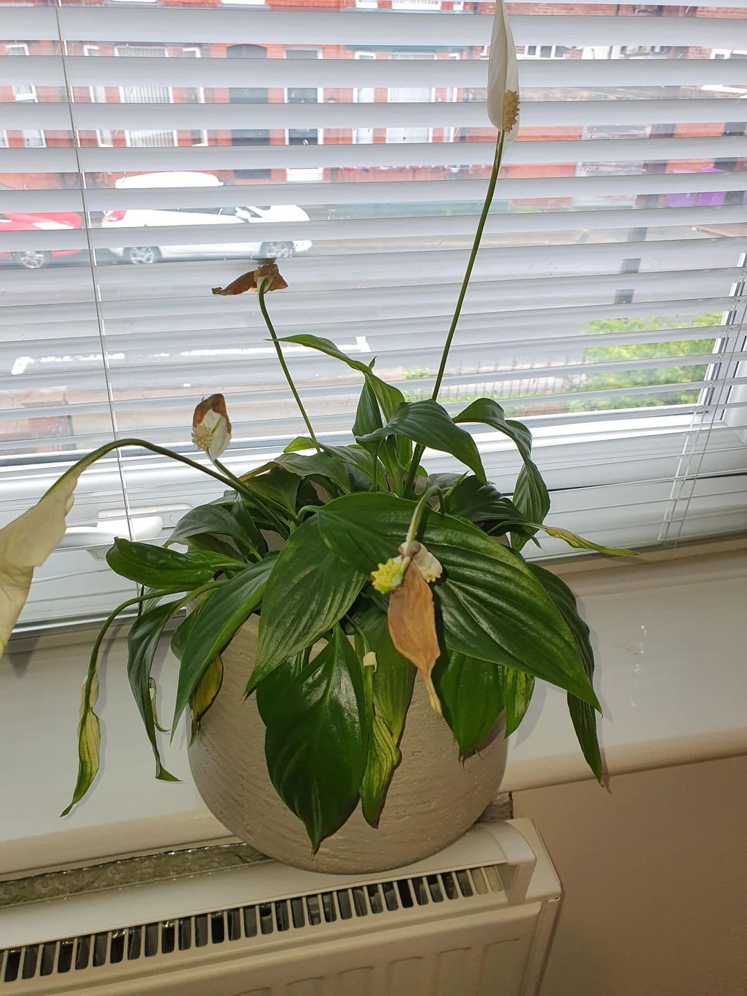 peace lily brown tips