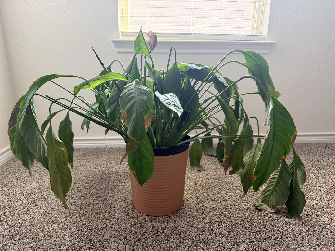 peace lily drooping