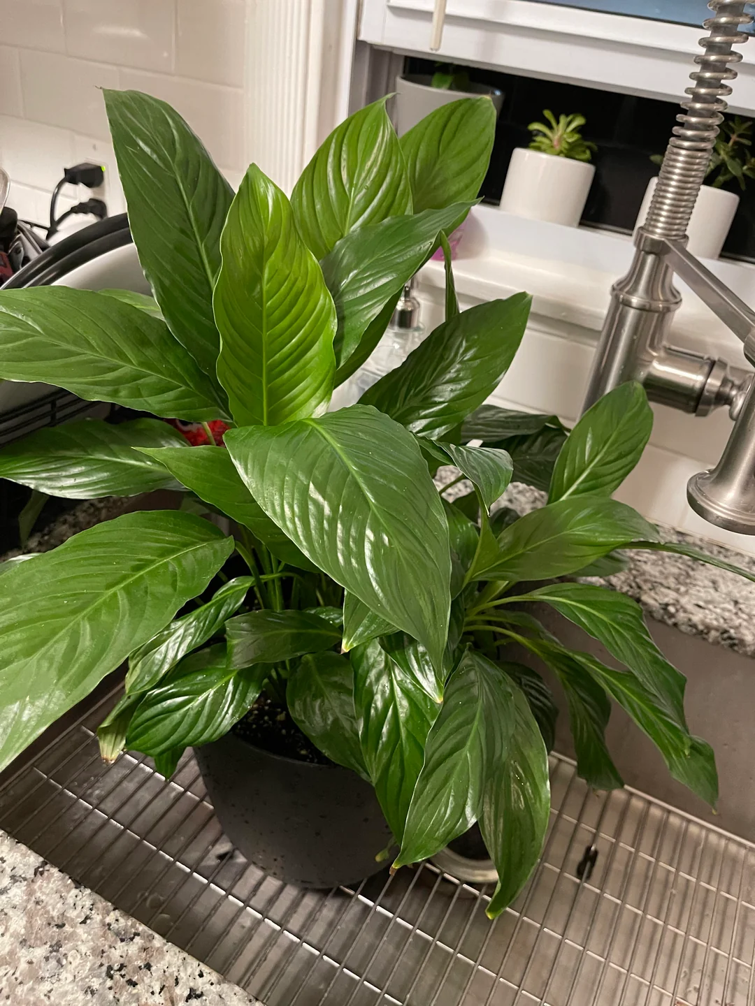 peace lily not blooming