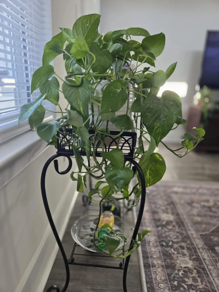 pothos grow faster