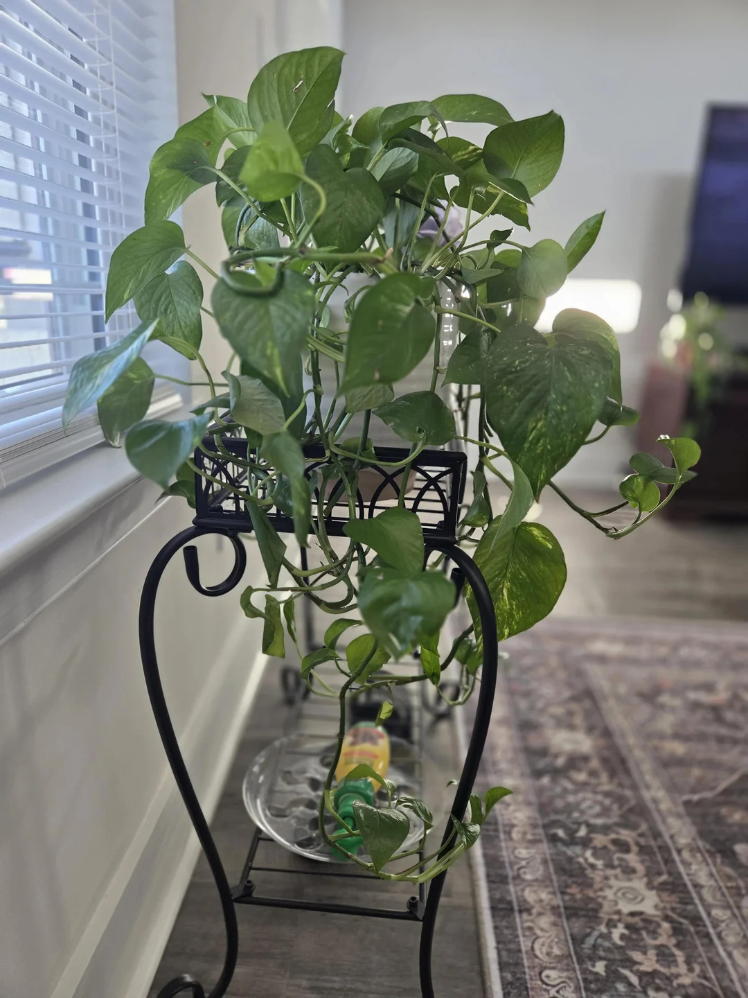 pothos grow faster
