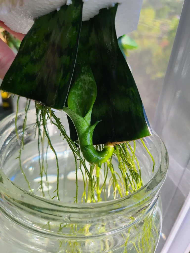 propagate snake plant water
