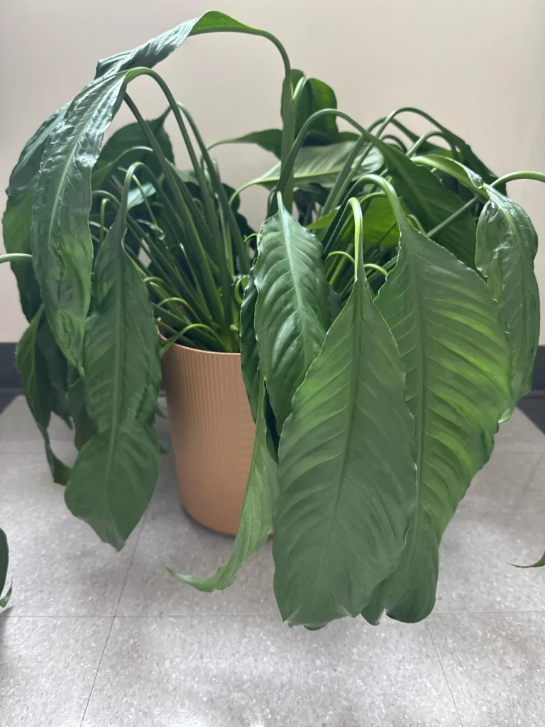 why peace lily drooping