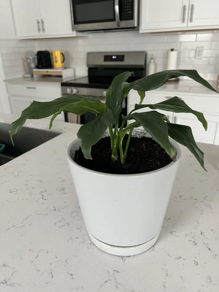 why peace lily not blooming