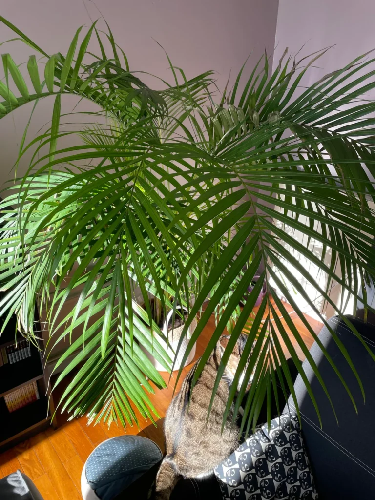 areca palm care indoor