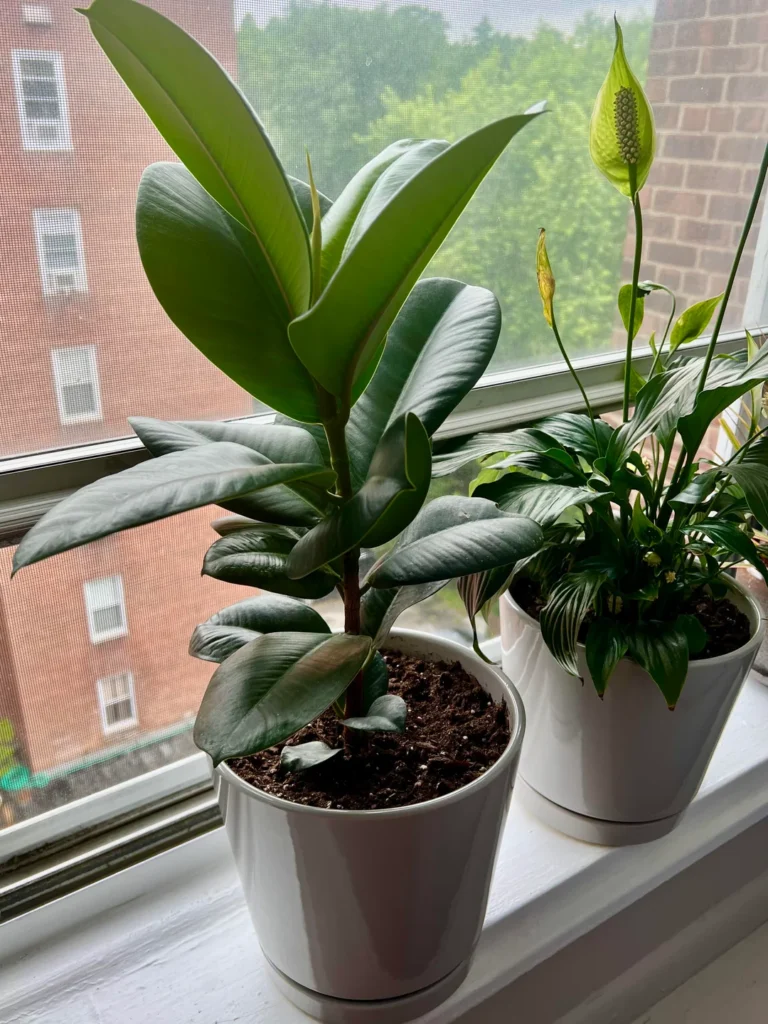 clean rubber plant leaves
