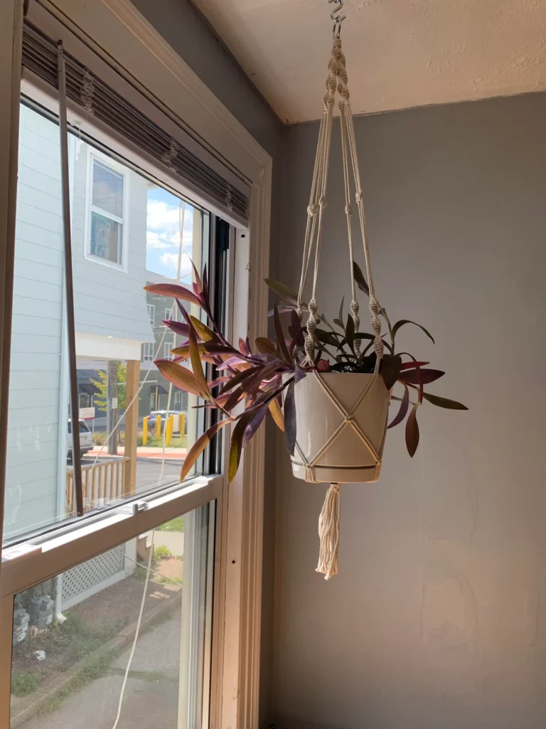 DIY fertilizer indoor plants easy hacks
