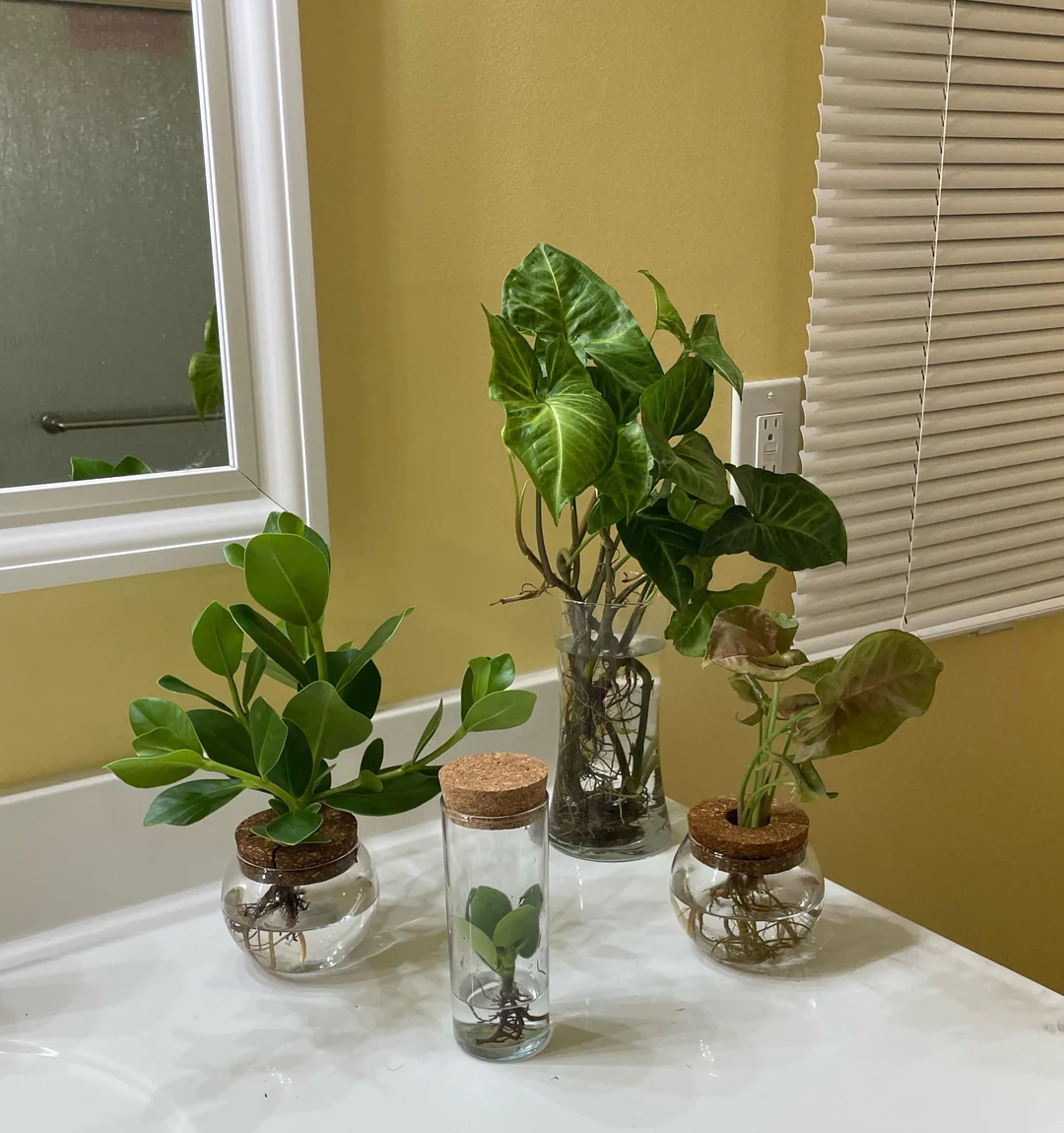 DIY fertilizer indoor plants