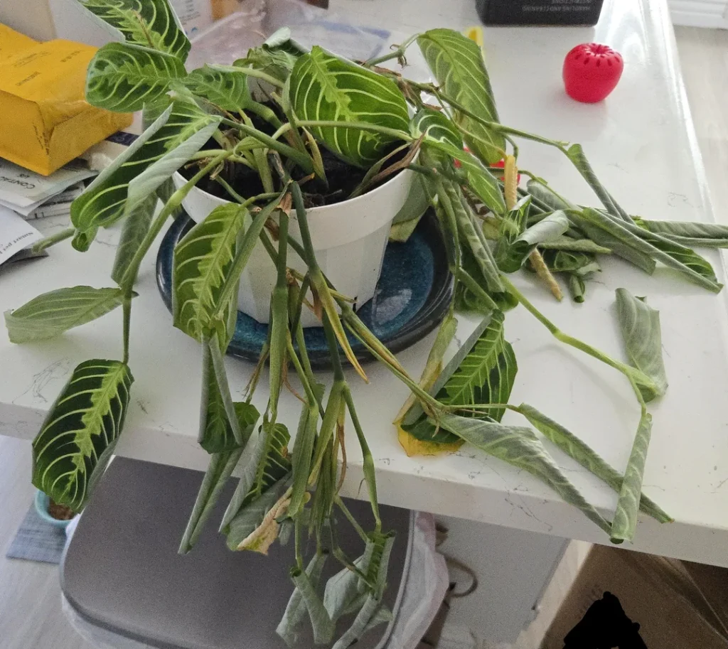 leaves curling indoor plants