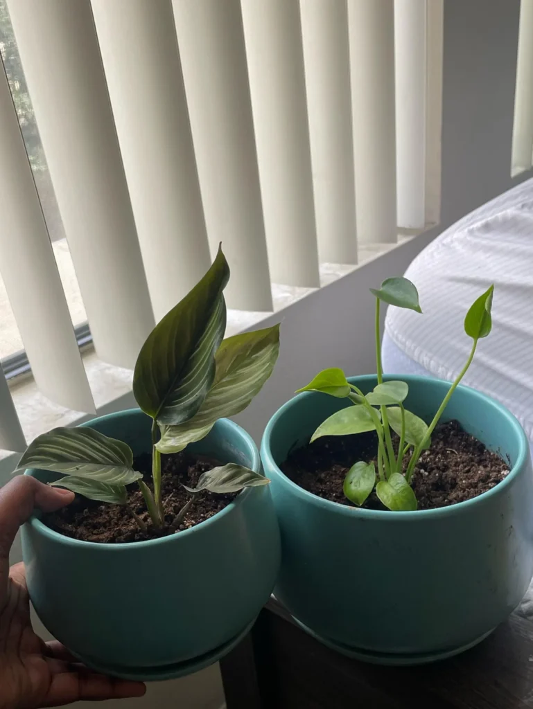 leaves curling indoor plants