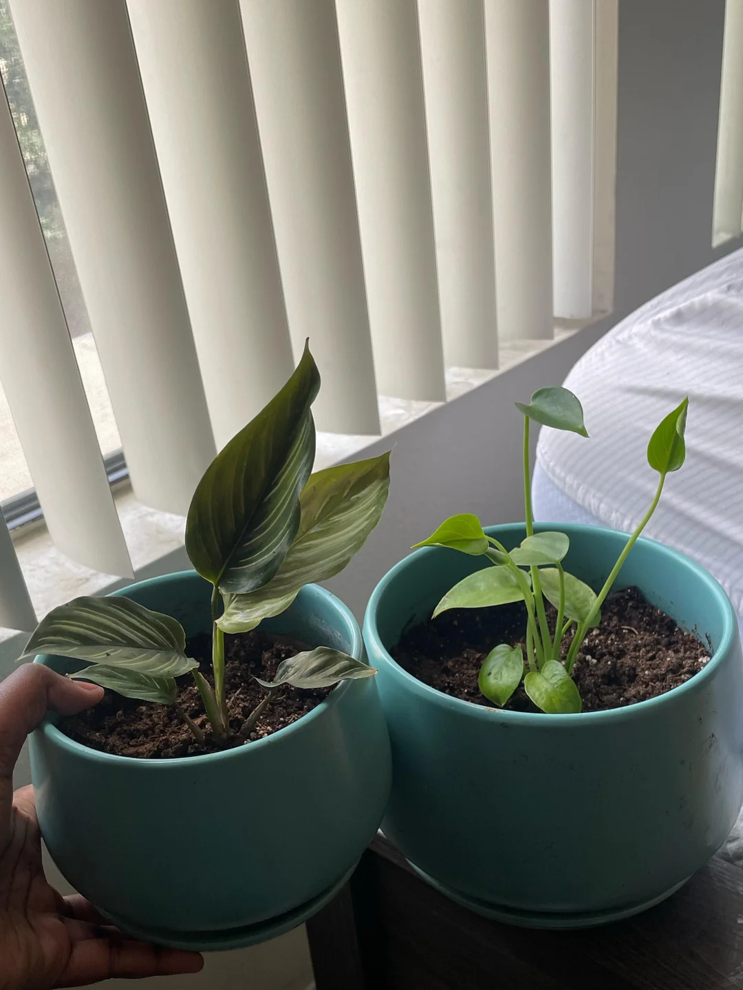 leaves curling indoor plants