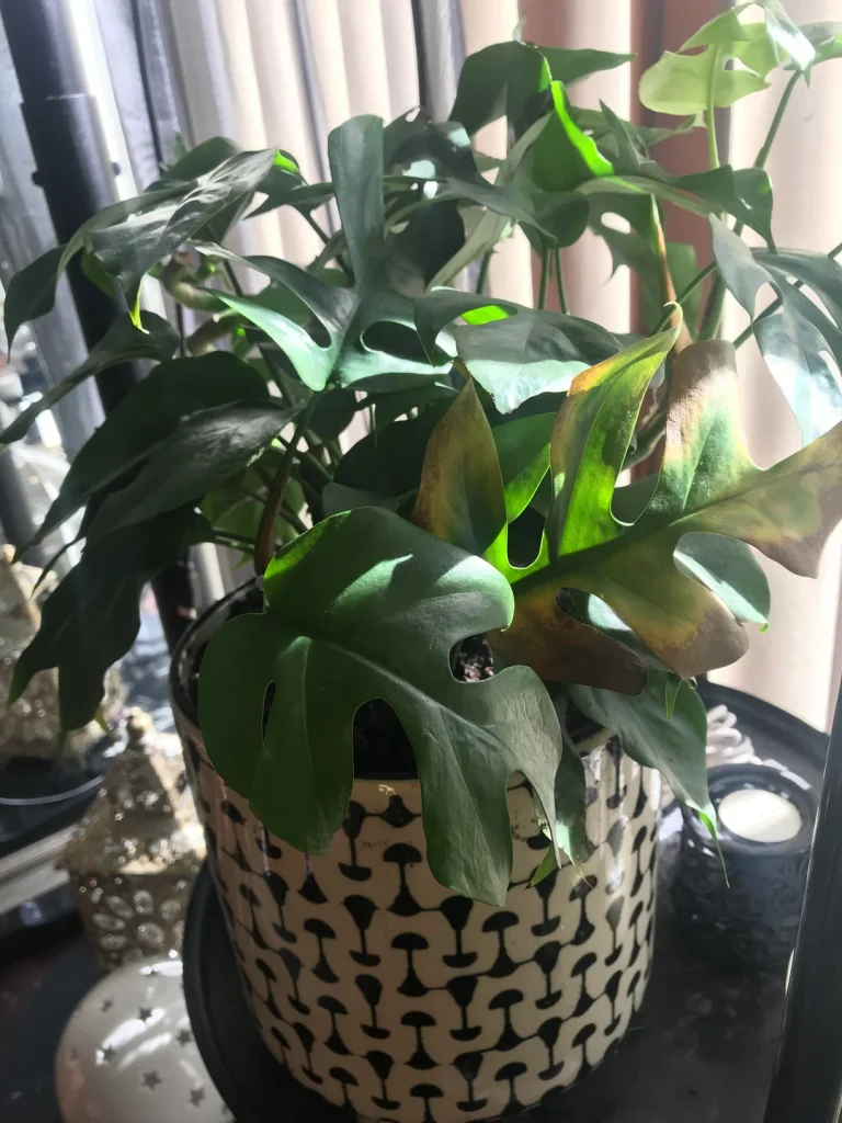 Root rot indoor plants cause and fixes