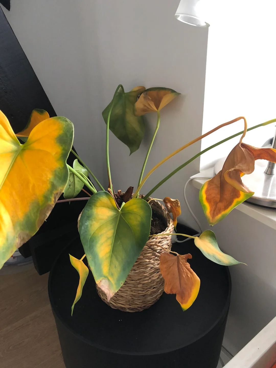 Root rot indoor plants