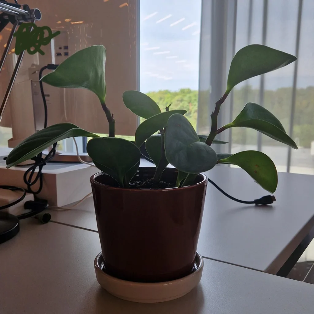 rubber plant dropping leaves