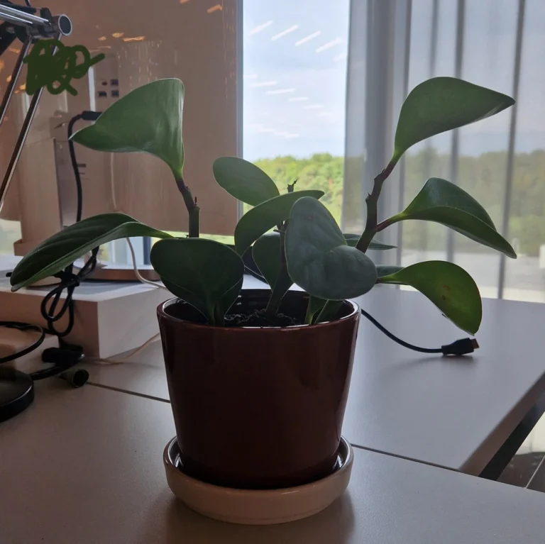 rubber plant dropping leaves