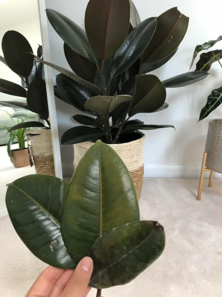 Rubber plant dropping leaves causes