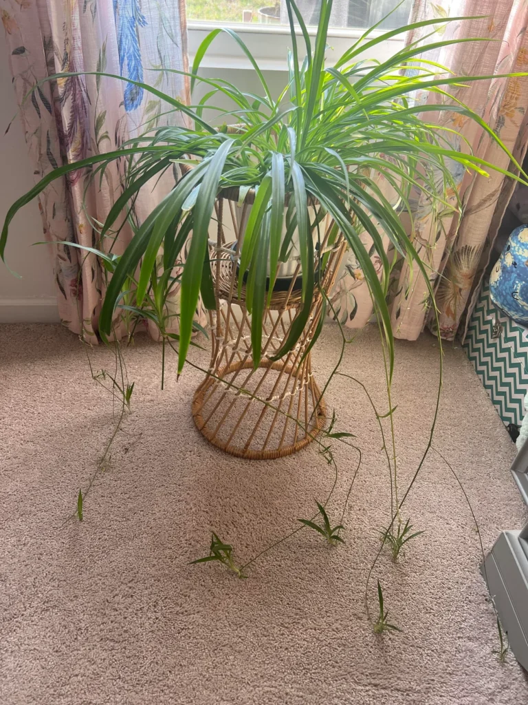 spider plant babies tips